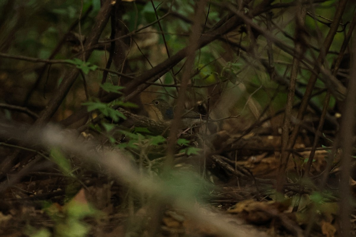 Siberian Blue Robin - ML623655024