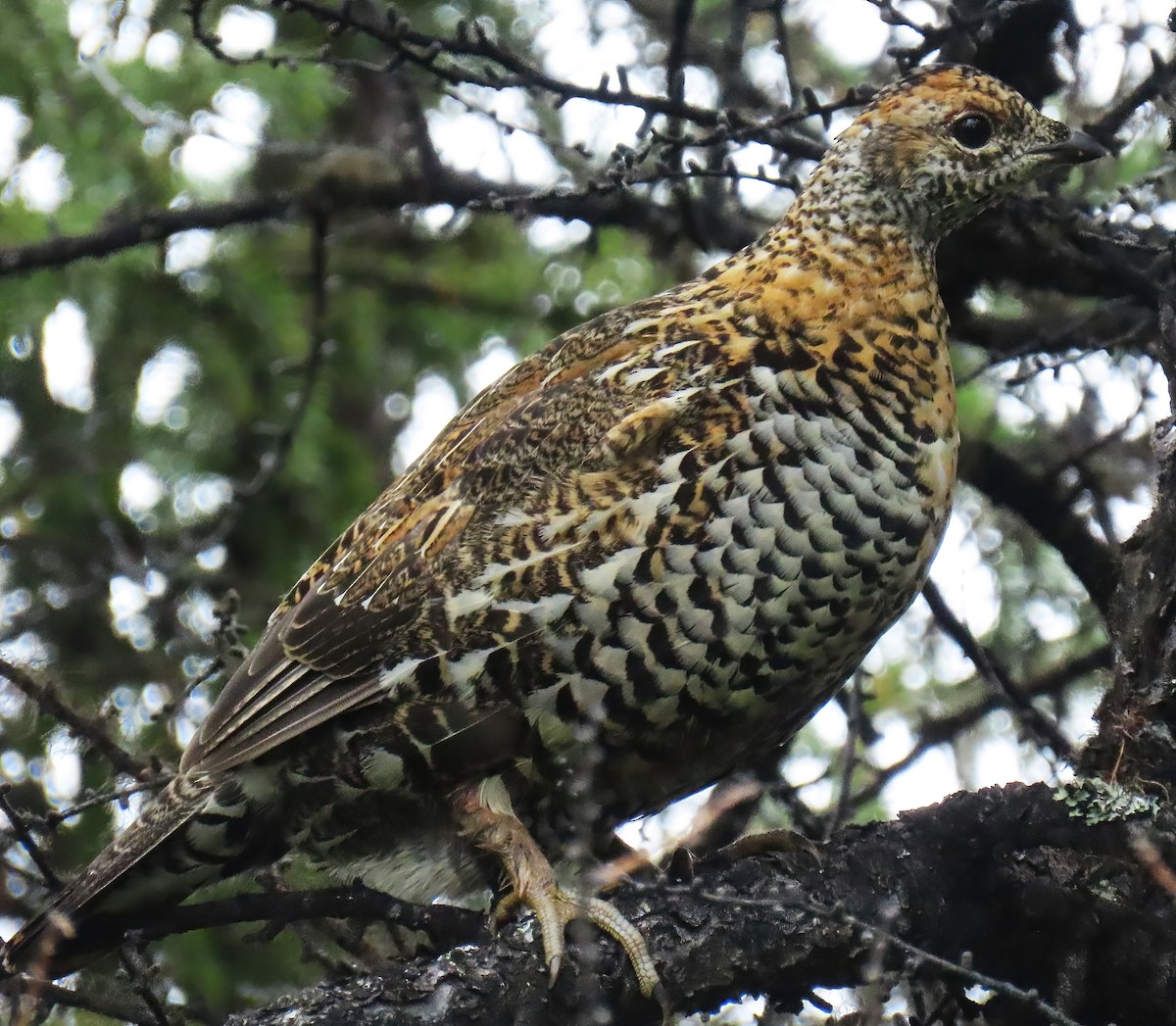 Spruce Grouse - Sheridan Samano