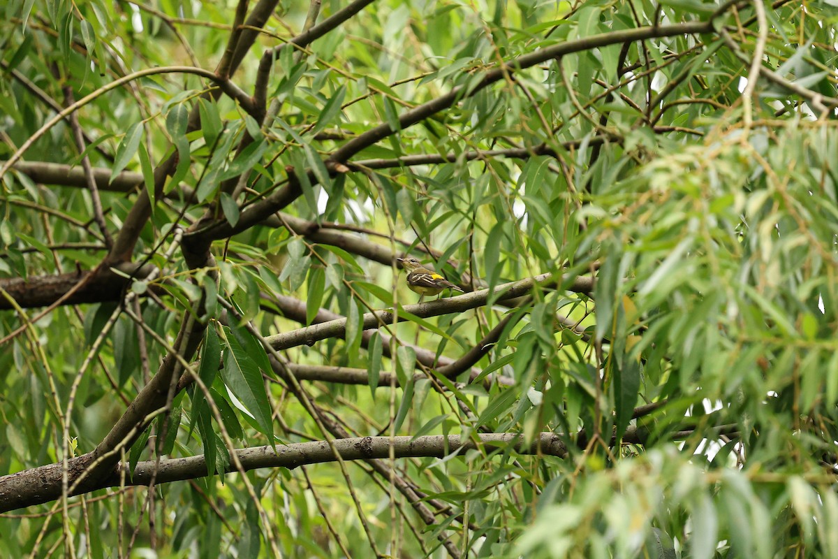 Yellow-rumped Flycatcher - ML623655040