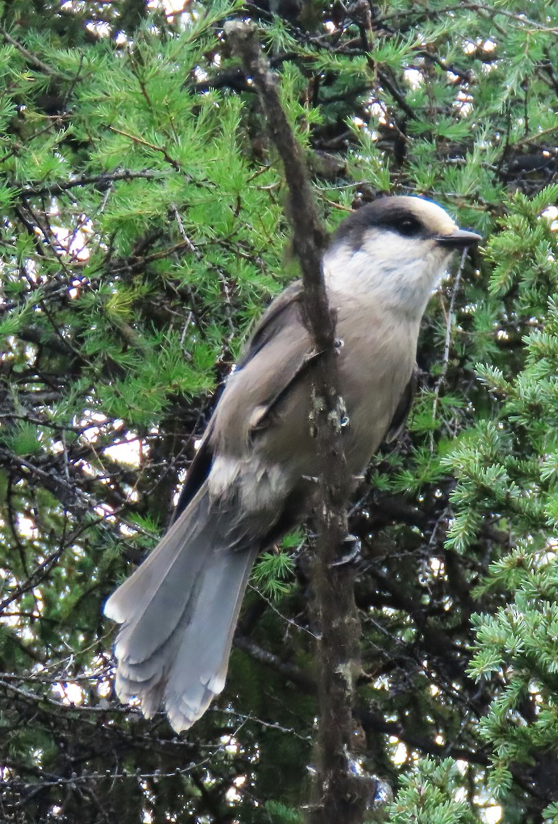 Canada Jay - ML623655043