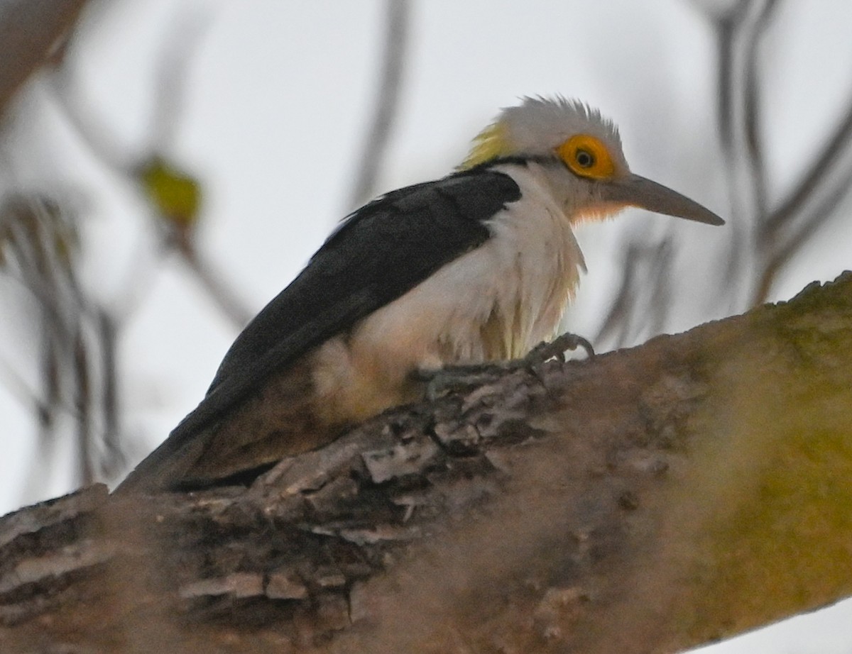 White Woodpecker - ML623655047