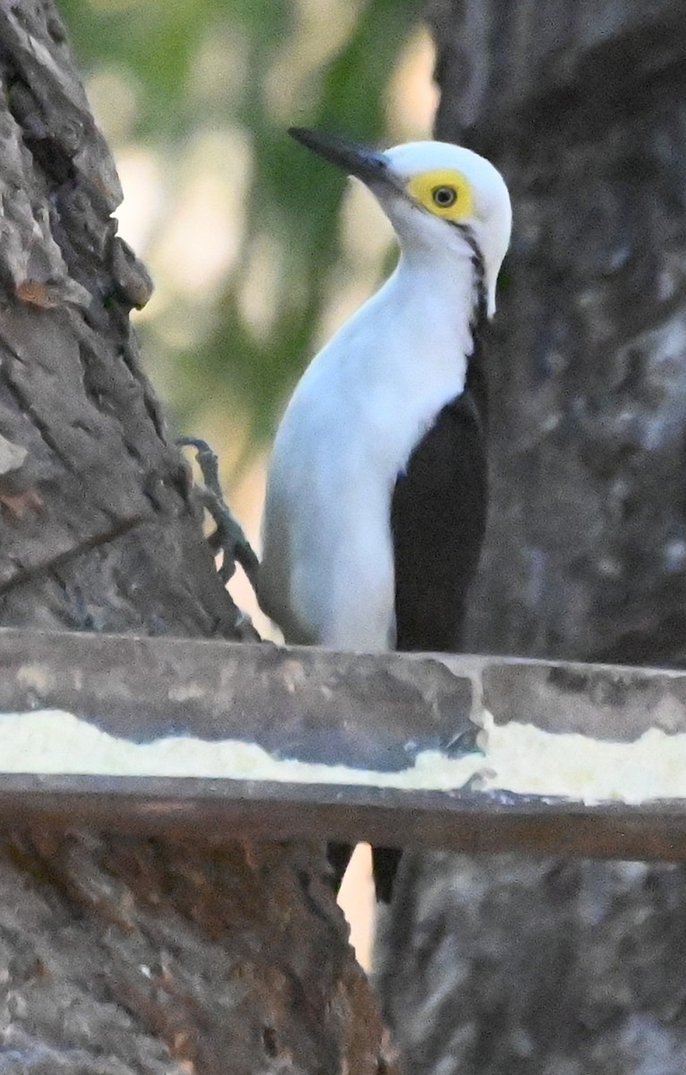 White Woodpecker - ML623655048