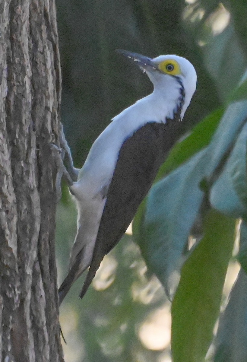 White Woodpecker - ML623655049