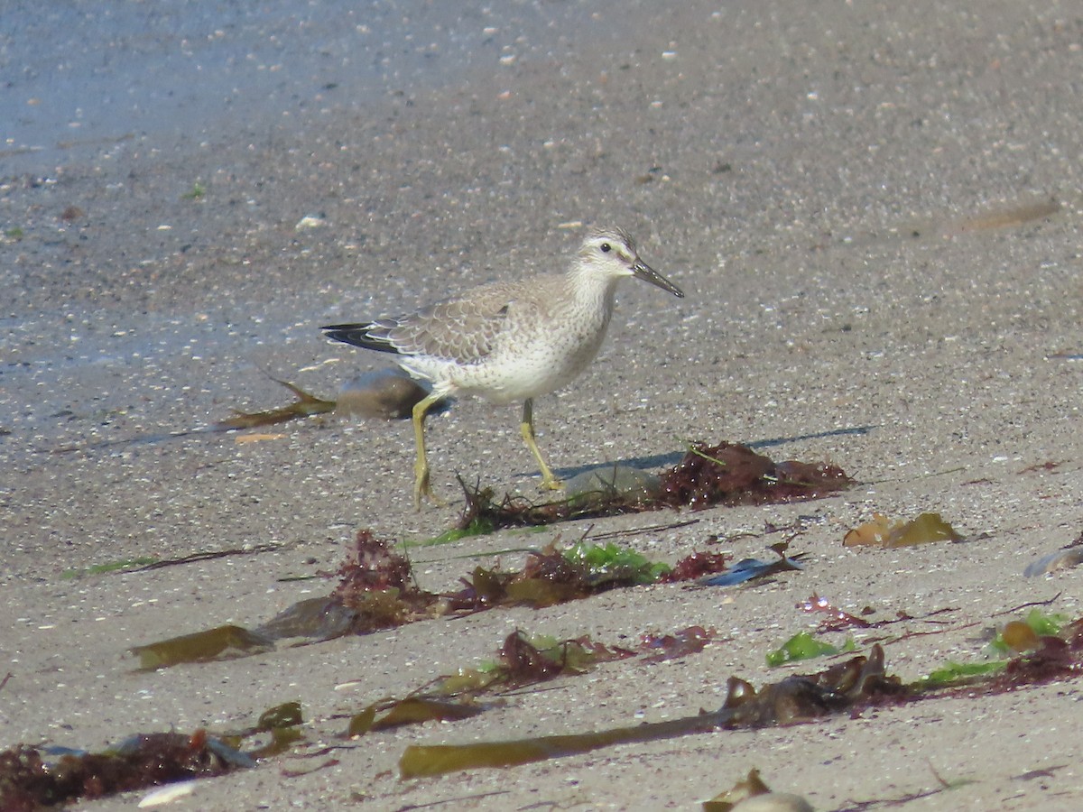 Red Knot - ML623655052