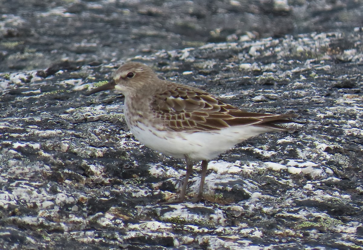 White-rumped Sandpiper - Sheridan Samano