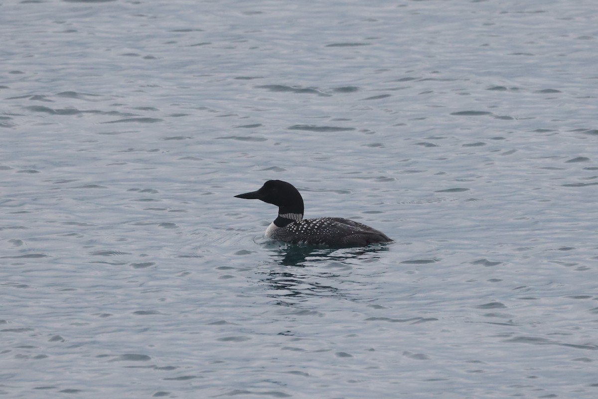 Common Loon - ML623655081