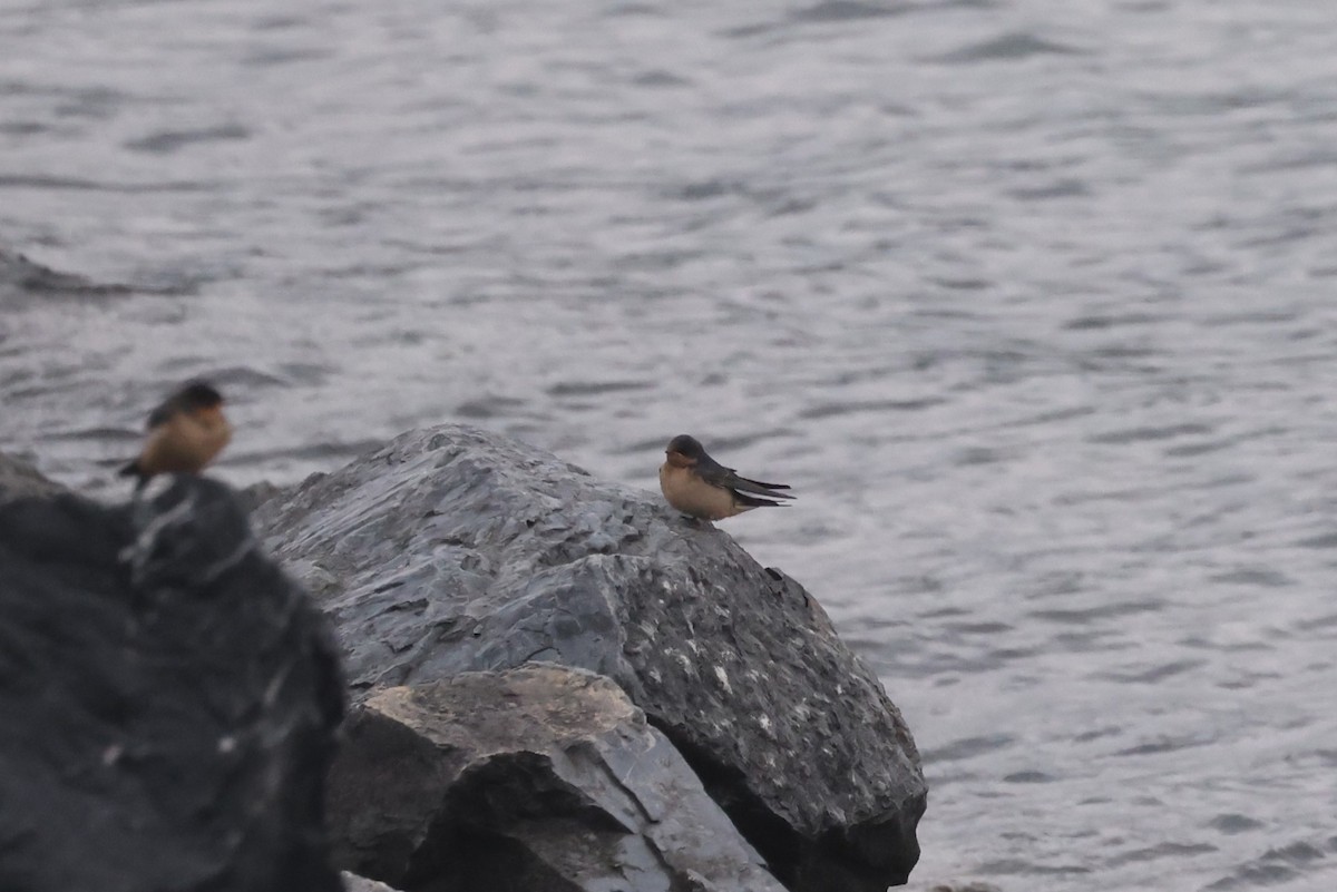 Barn Swallow - ML623655086