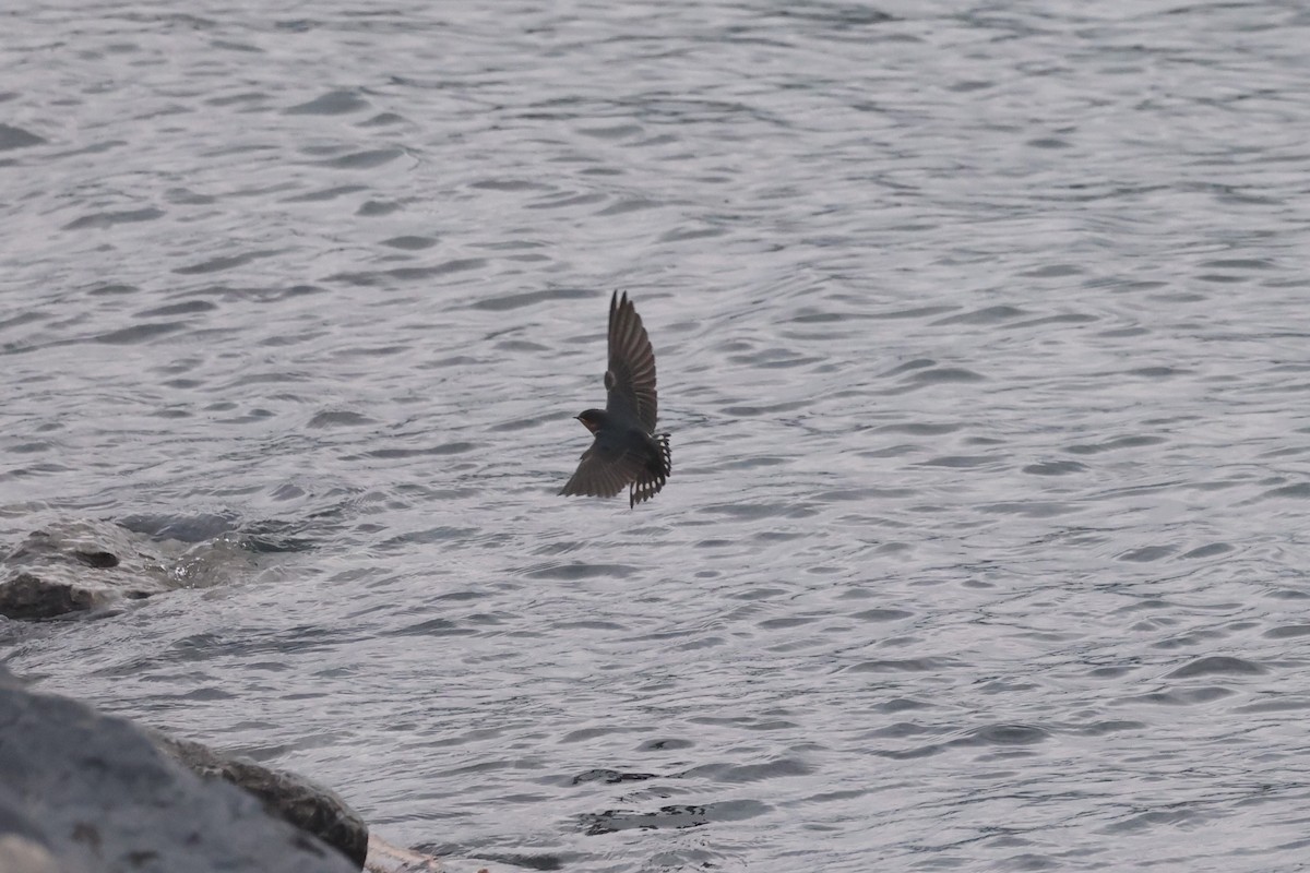 Barn Swallow - ML623655087