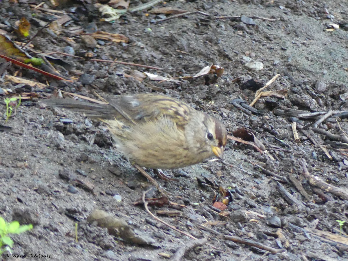 White-crowned Sparrow - Diane Thériault