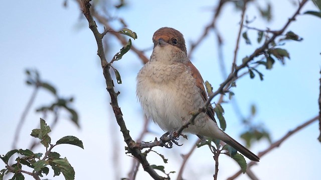 Antzandobi arrunta - ML623655131