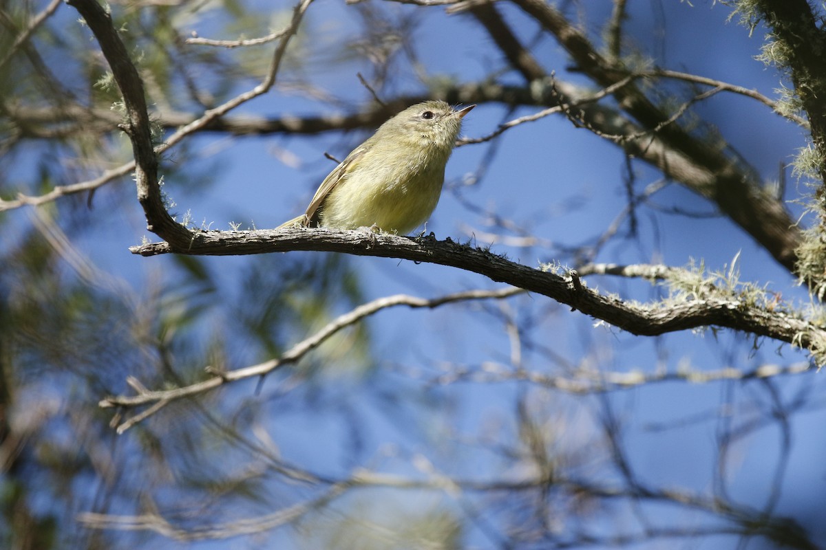 Mottle-cheeked Tyrannulet - ML623655173