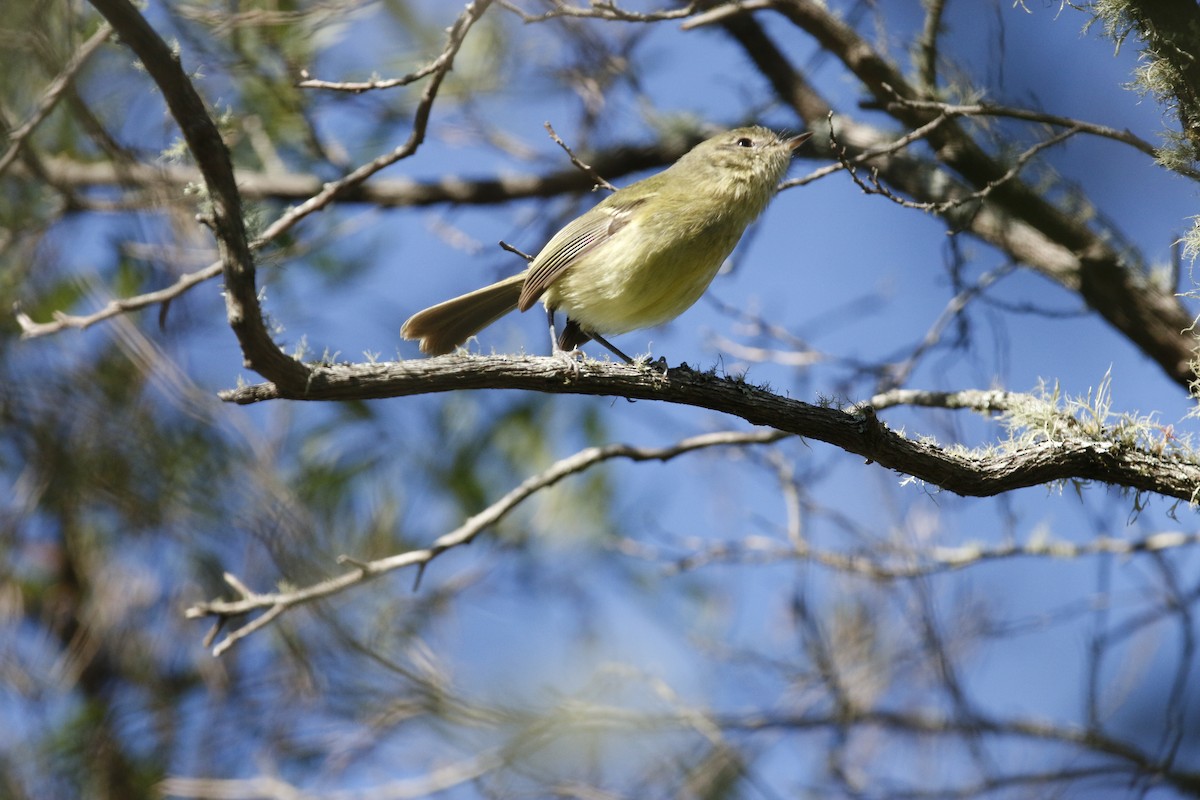 Mottle-cheeked Tyrannulet - ML623655188