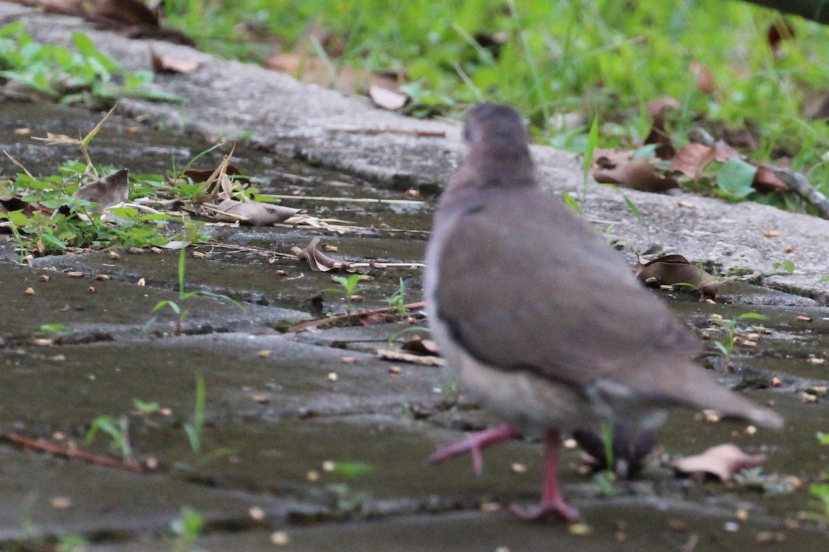 White-tipped Dove - ML623655208