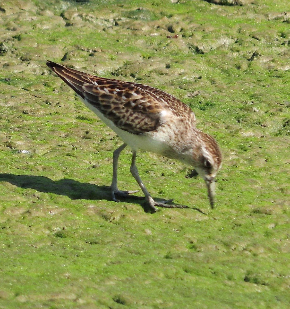 Least Sandpiper - ML623655212