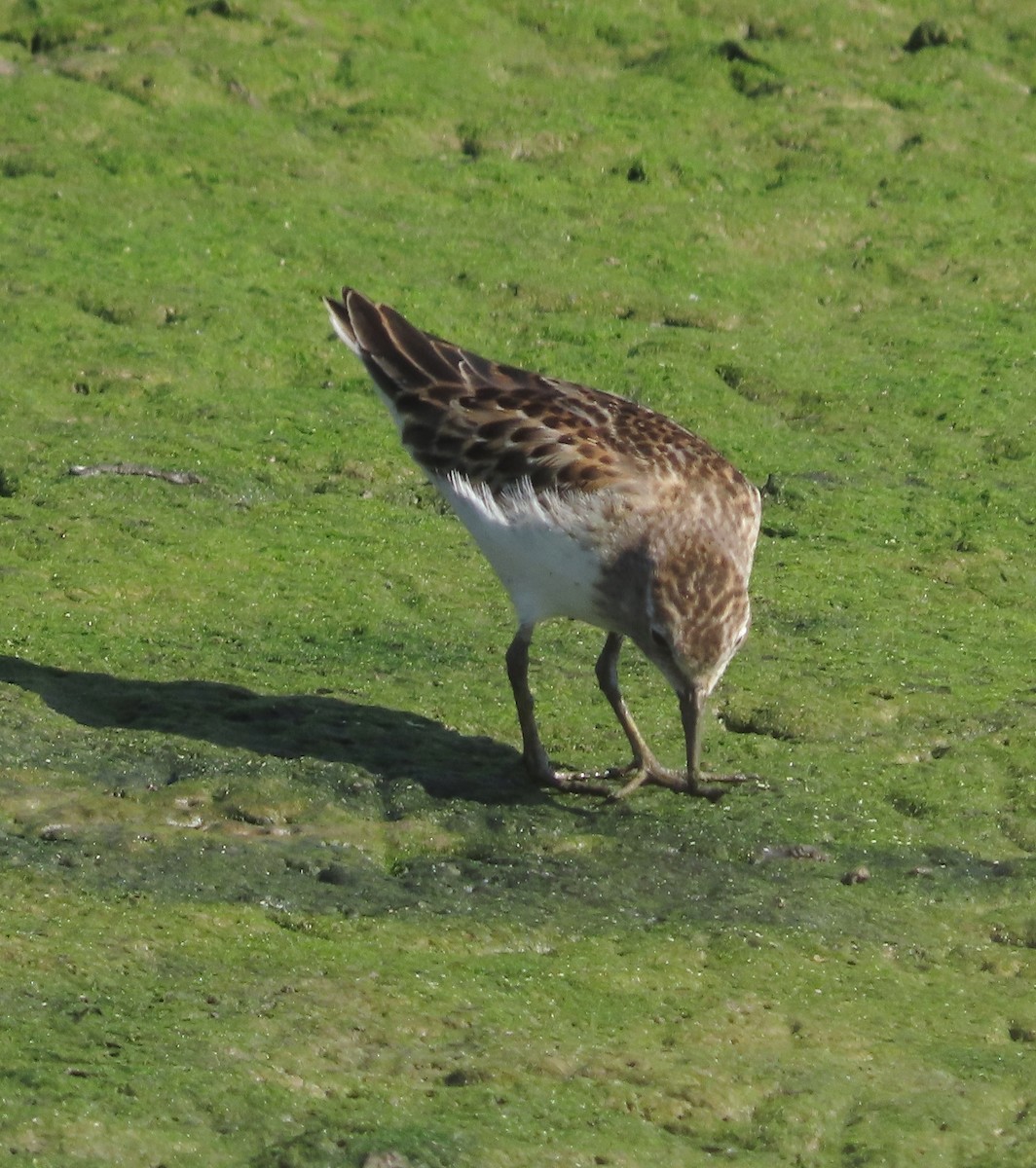 Least Sandpiper - ML623655213