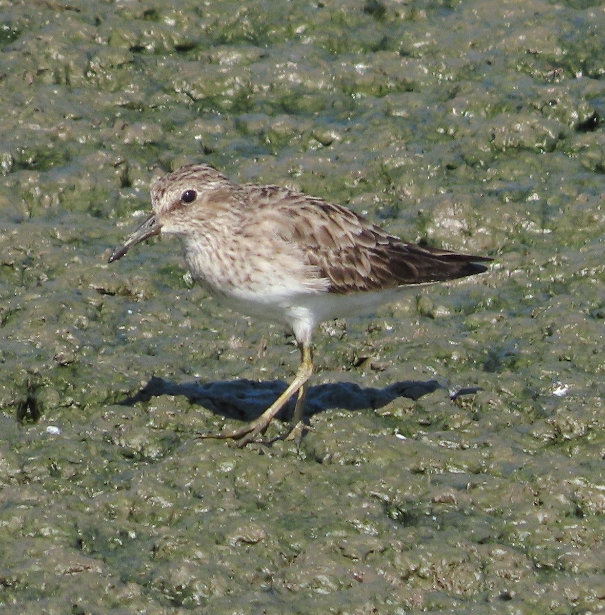 Least Sandpiper - ML623655214