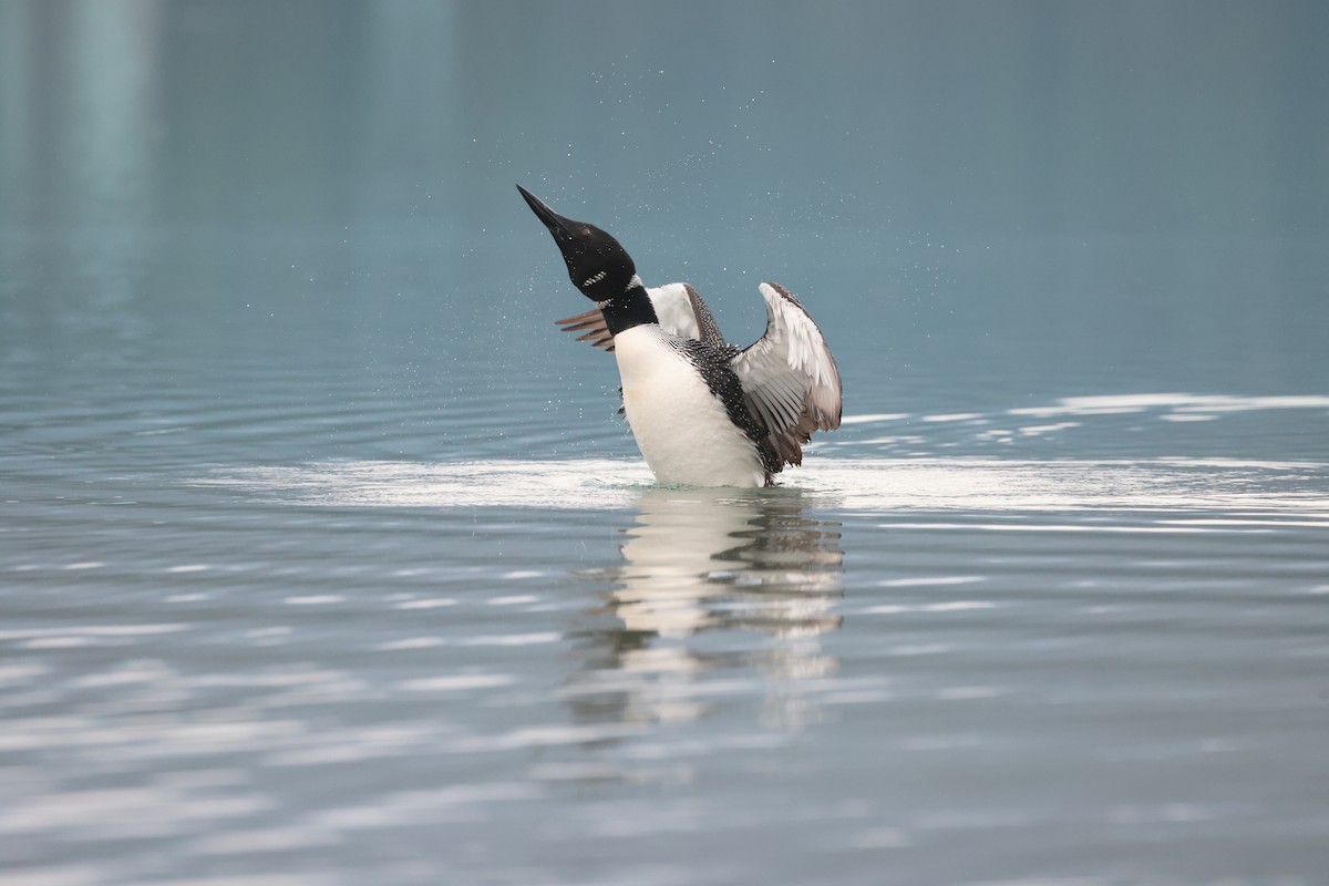 Common Loon - Michael Gallo