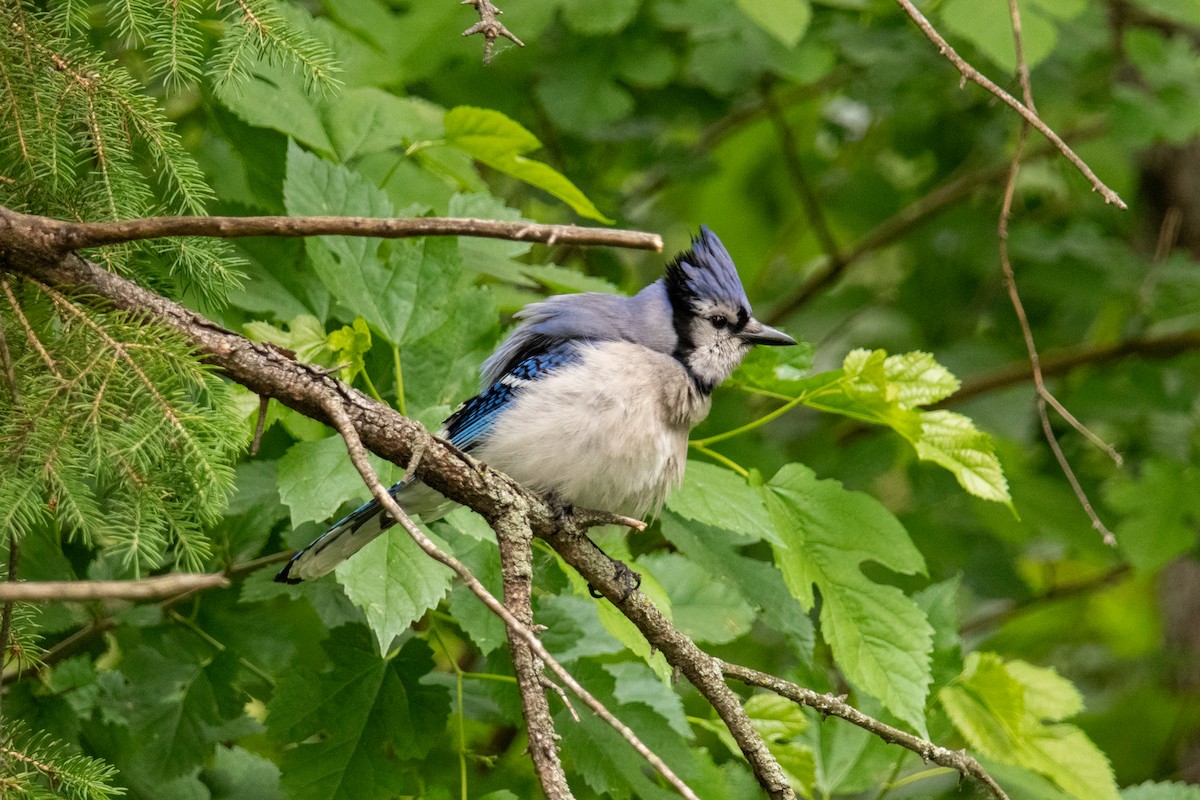 Blue Jay - ML623655275