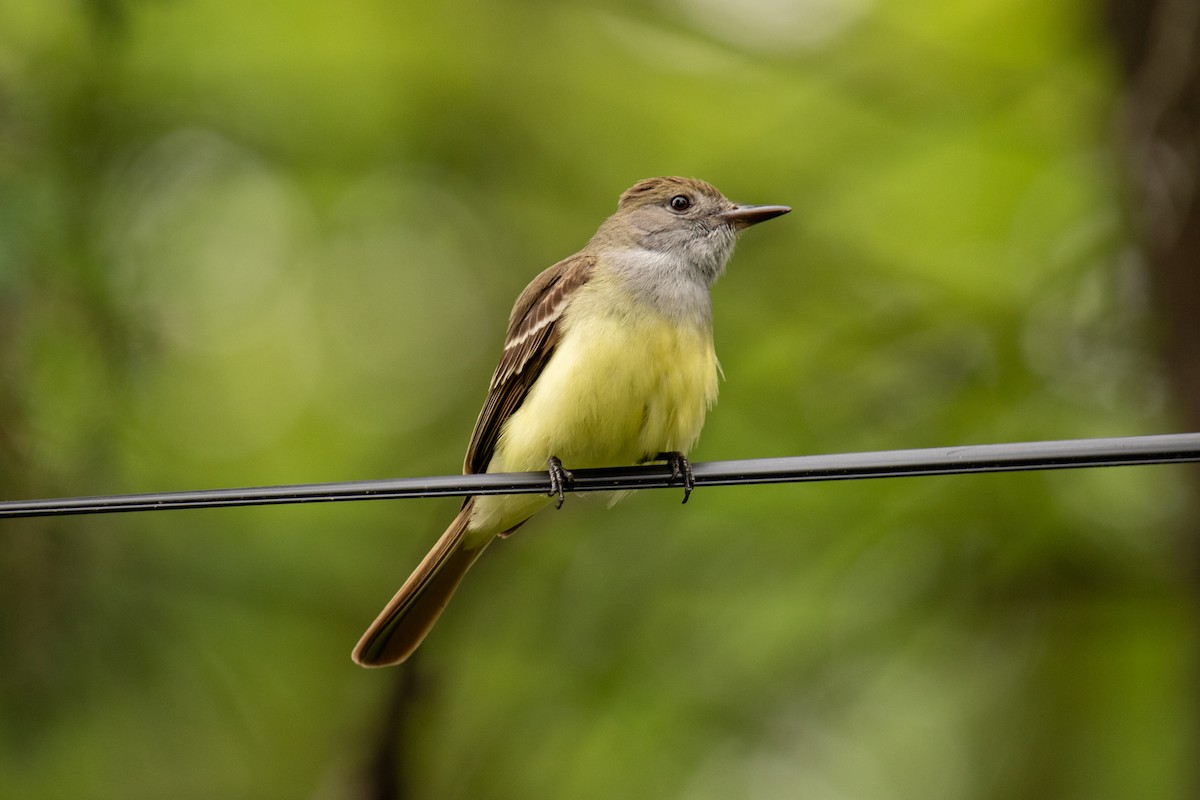 Great Crested Flycatcher - ML623655285