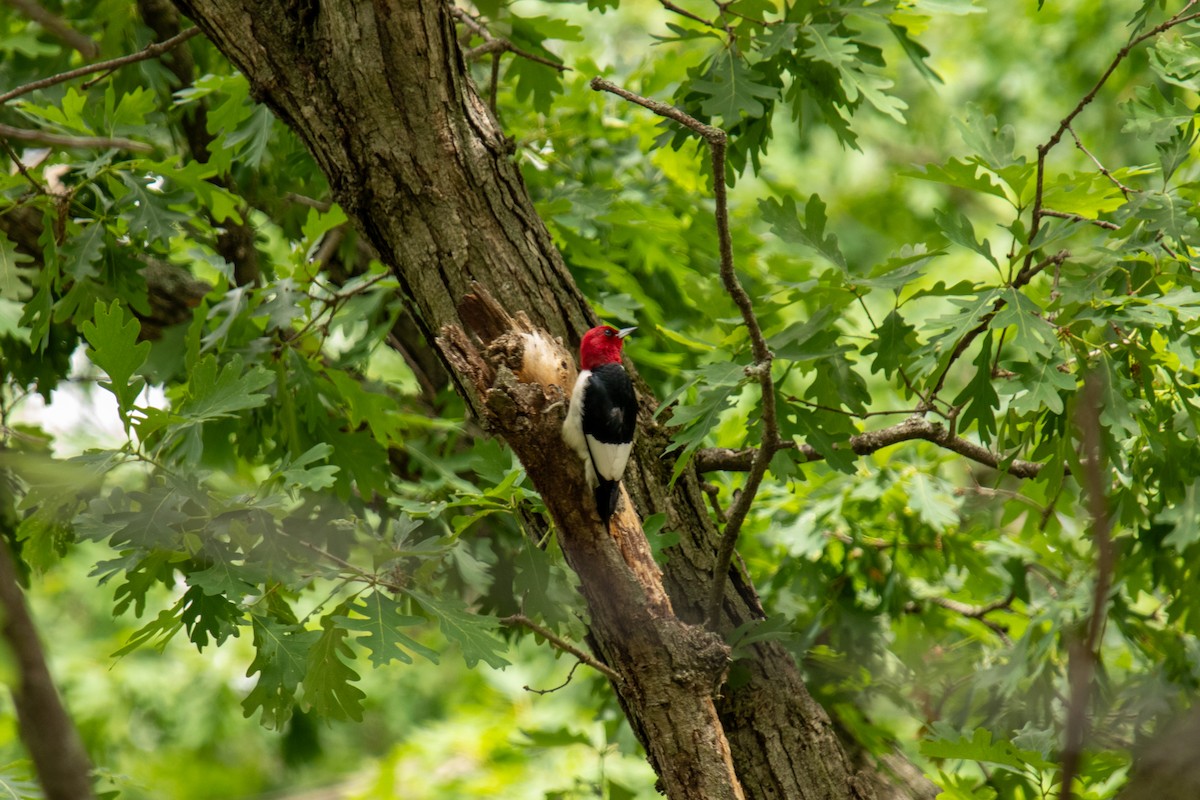 Red-headed Woodpecker - ML623655292
