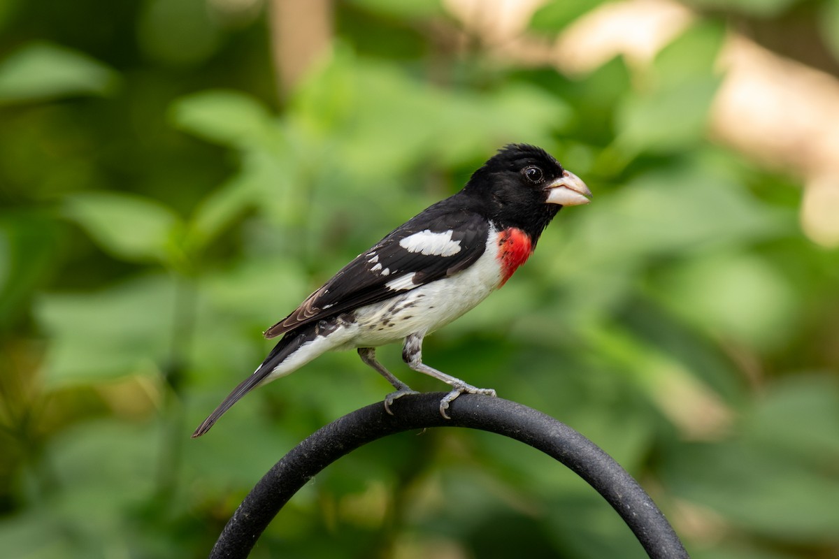 Rose-breasted Grosbeak - ML623655308