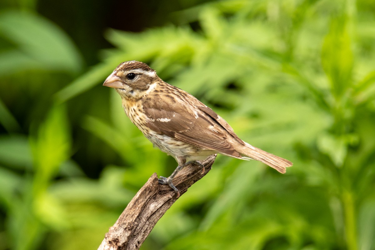 Rose-breasted Grosbeak - ML623655309