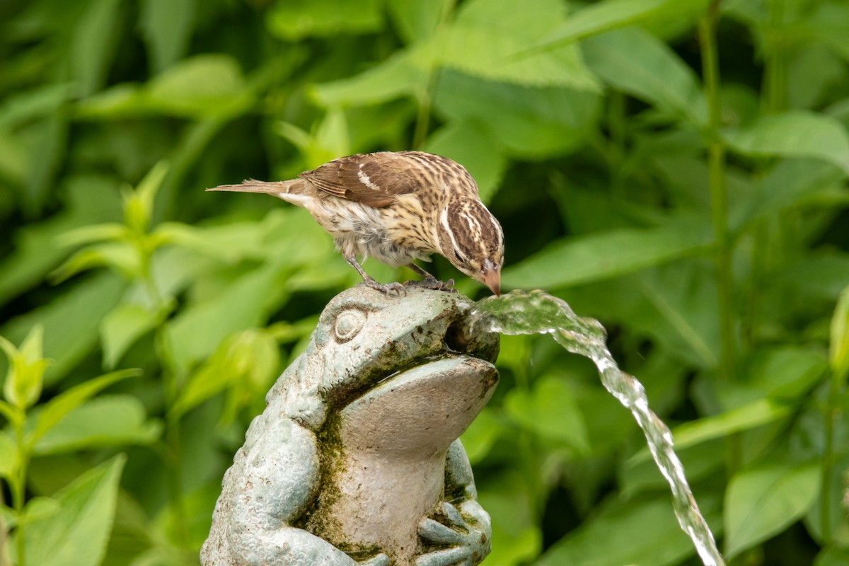 Rose-breasted Grosbeak - ML623655310