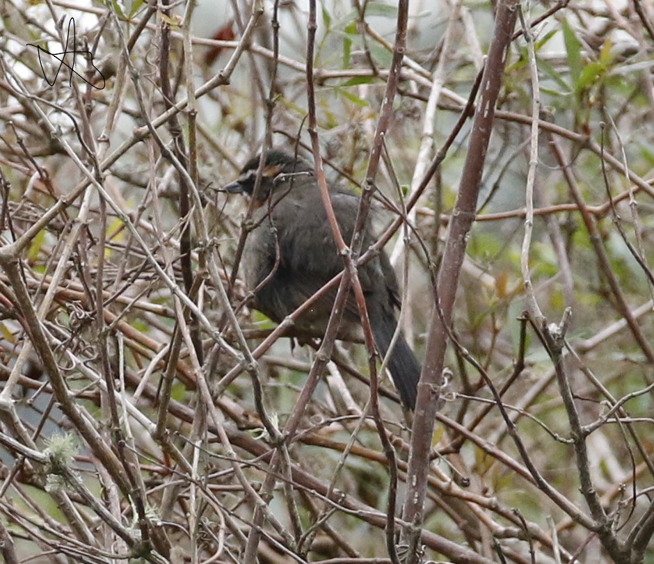 Black-and-rufous Warbling Finch - ML623655320