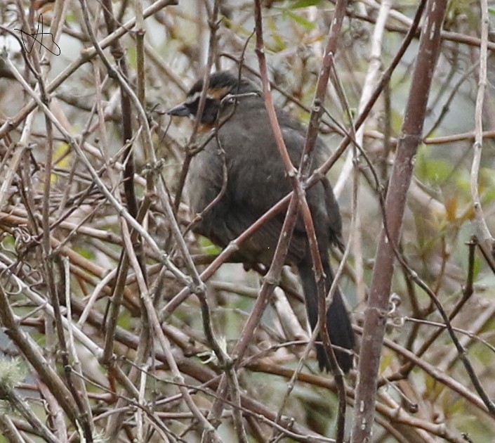 Black-and-rufous Warbling Finch - ML623655322