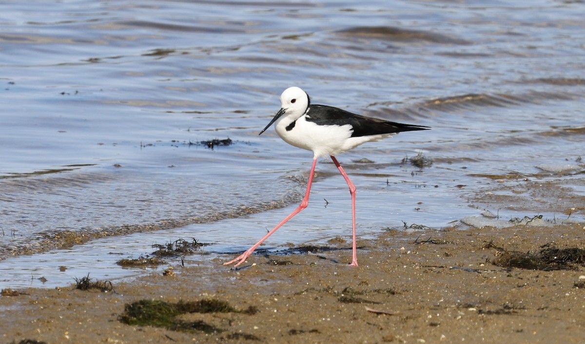 Pied Stilt - ML623655340