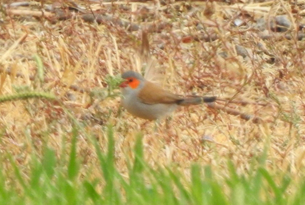 Orange-cheeked Waxbill - ML623655353