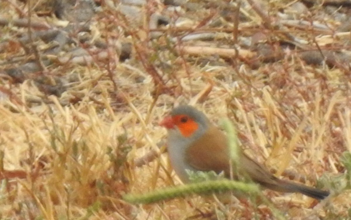 Orange-cheeked Waxbill - ML623655354