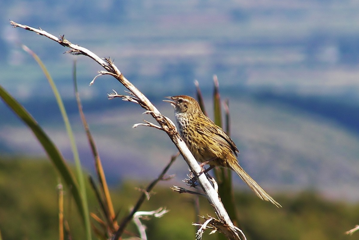 New Zealand Fernbird - ML623655363