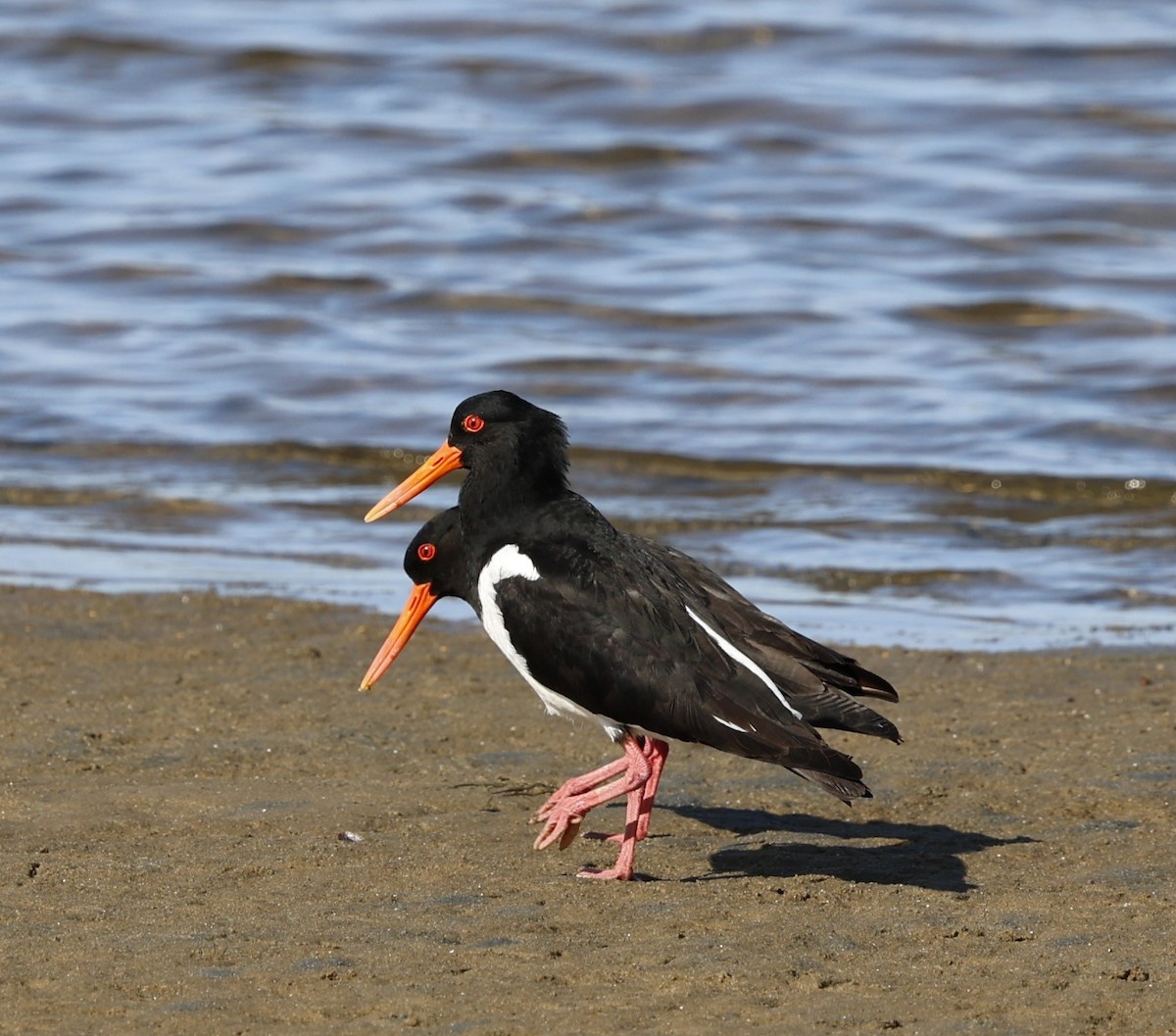 Pied Oystercatcher - ML623655377