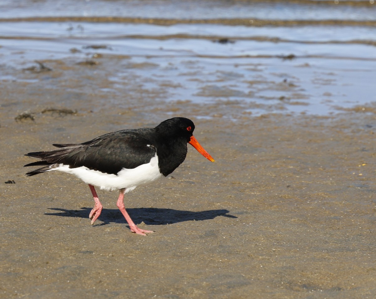 Pied Oystercatcher - ML623655378