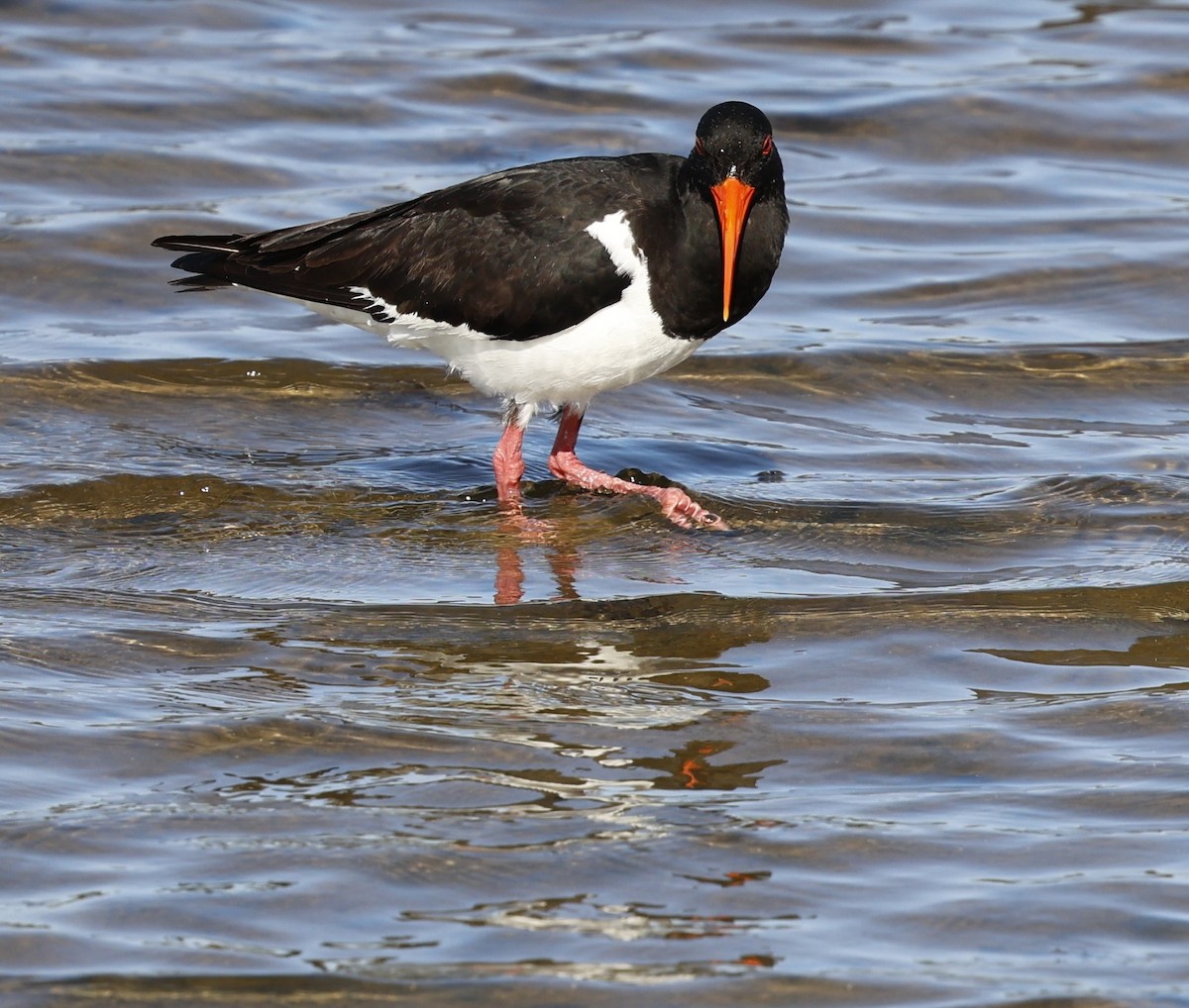 Pied Oystercatcher - ML623655379