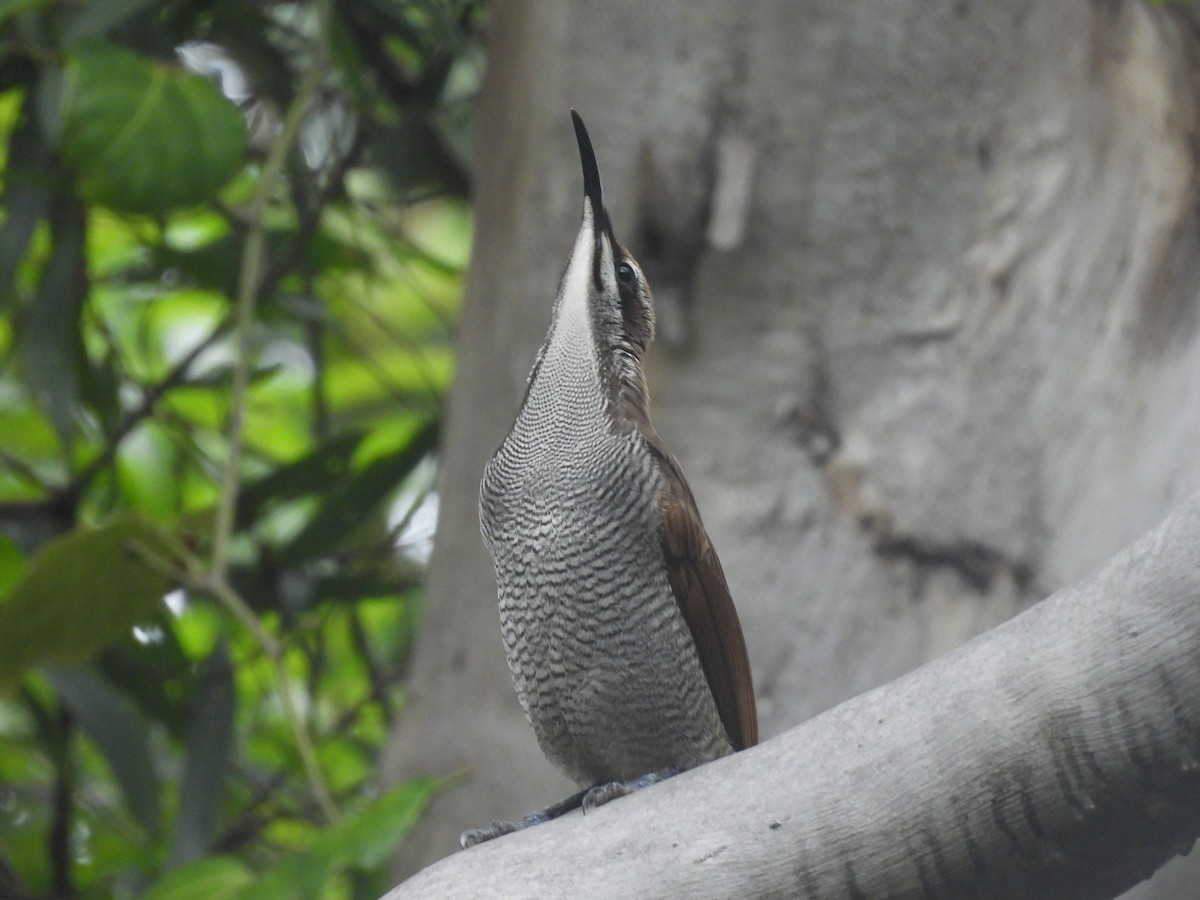 Magnificent Riflebird - ML623655380