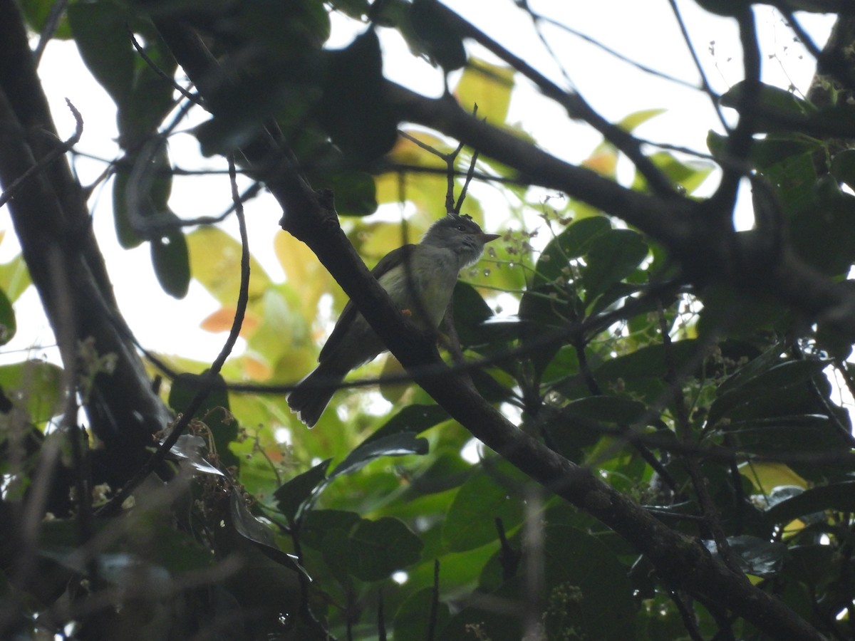 Yellow-legged Flyrobin - ML623655386