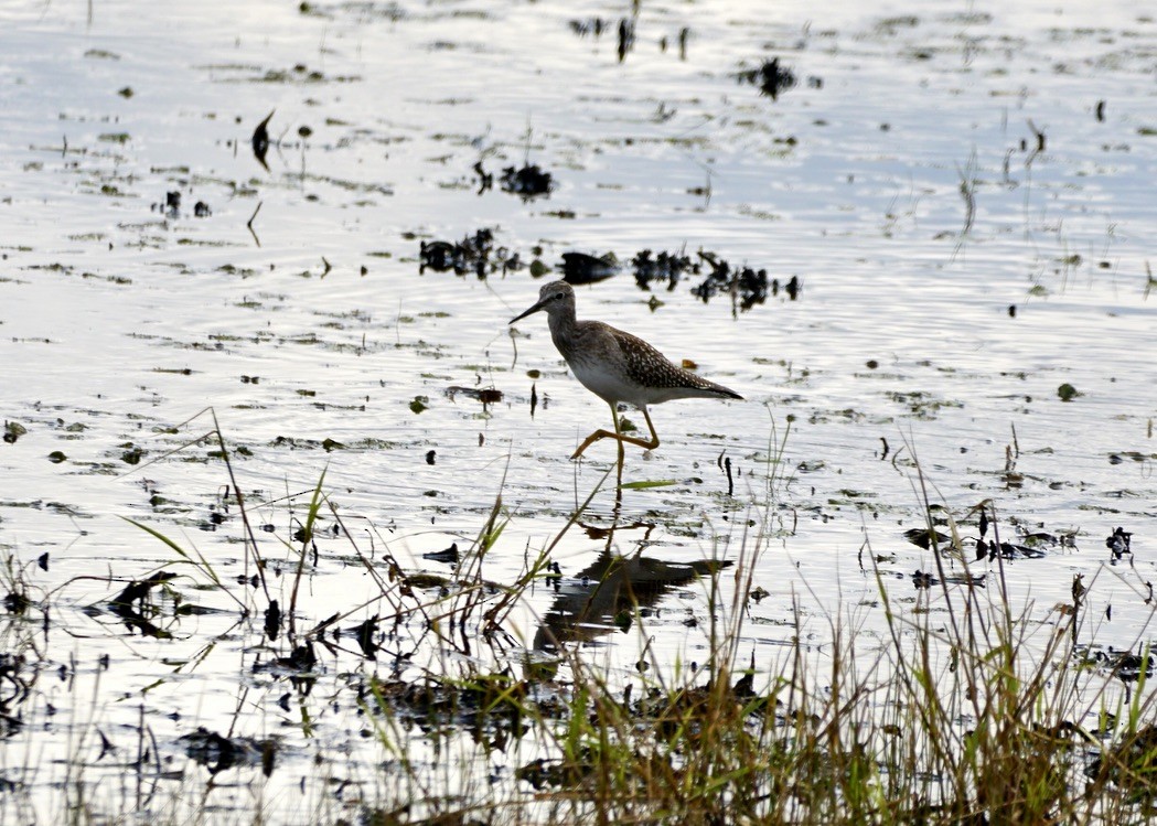 Lesser Yellowlegs - ML623655388