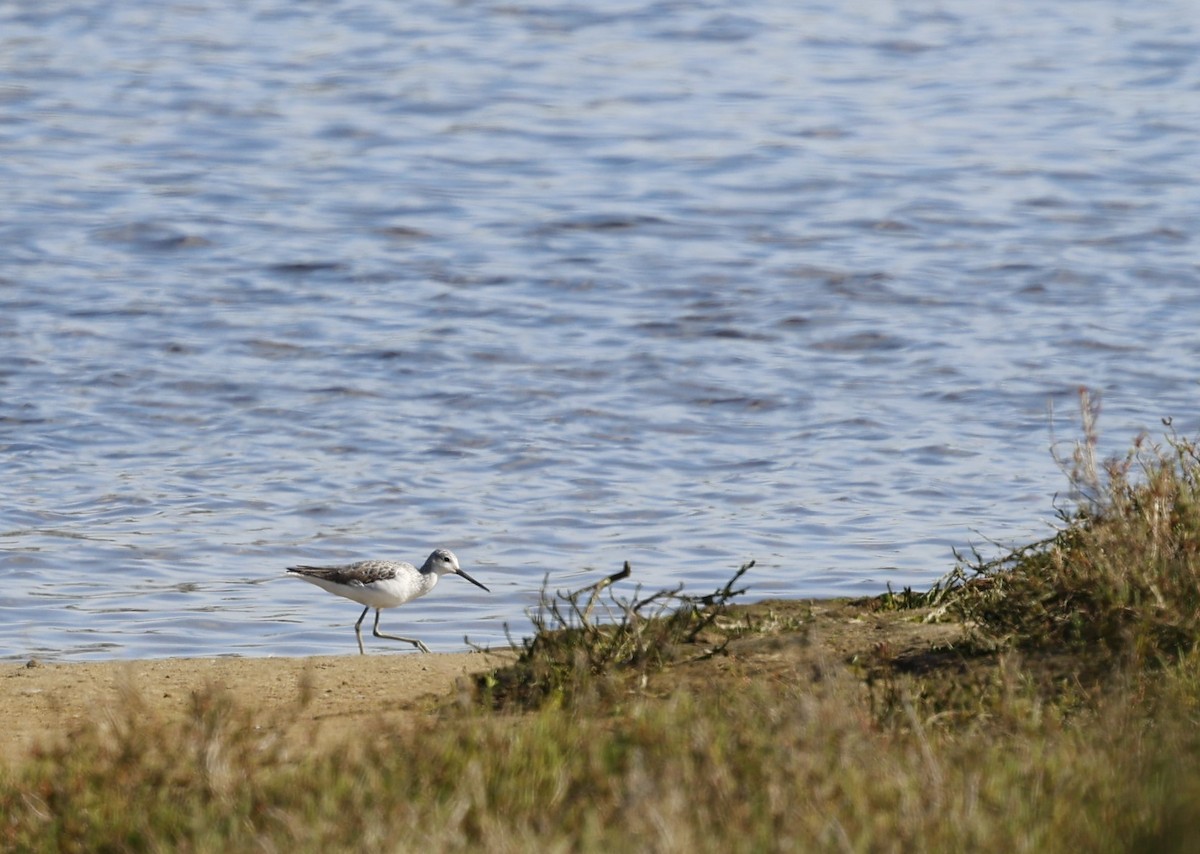 Common Greenshank - Kevin McLeod