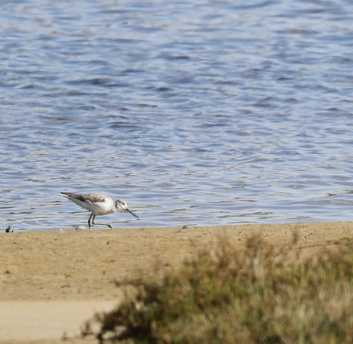 Common Greenshank - ML623655405