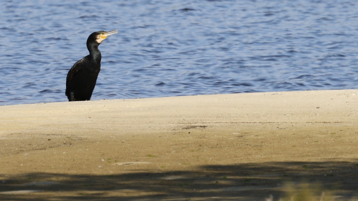 Great Cormorant - ML623655417