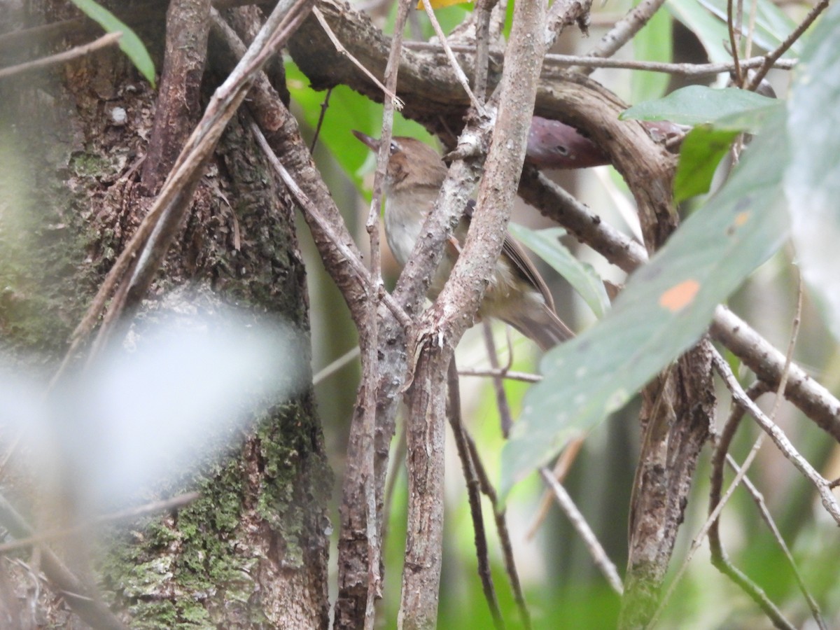 Tropical Scrubwren - ML623655435