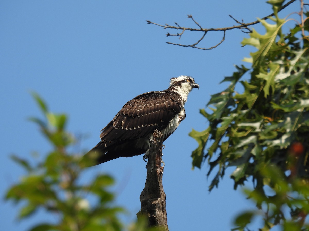 Osprey - Jennifer Wilson-Pines