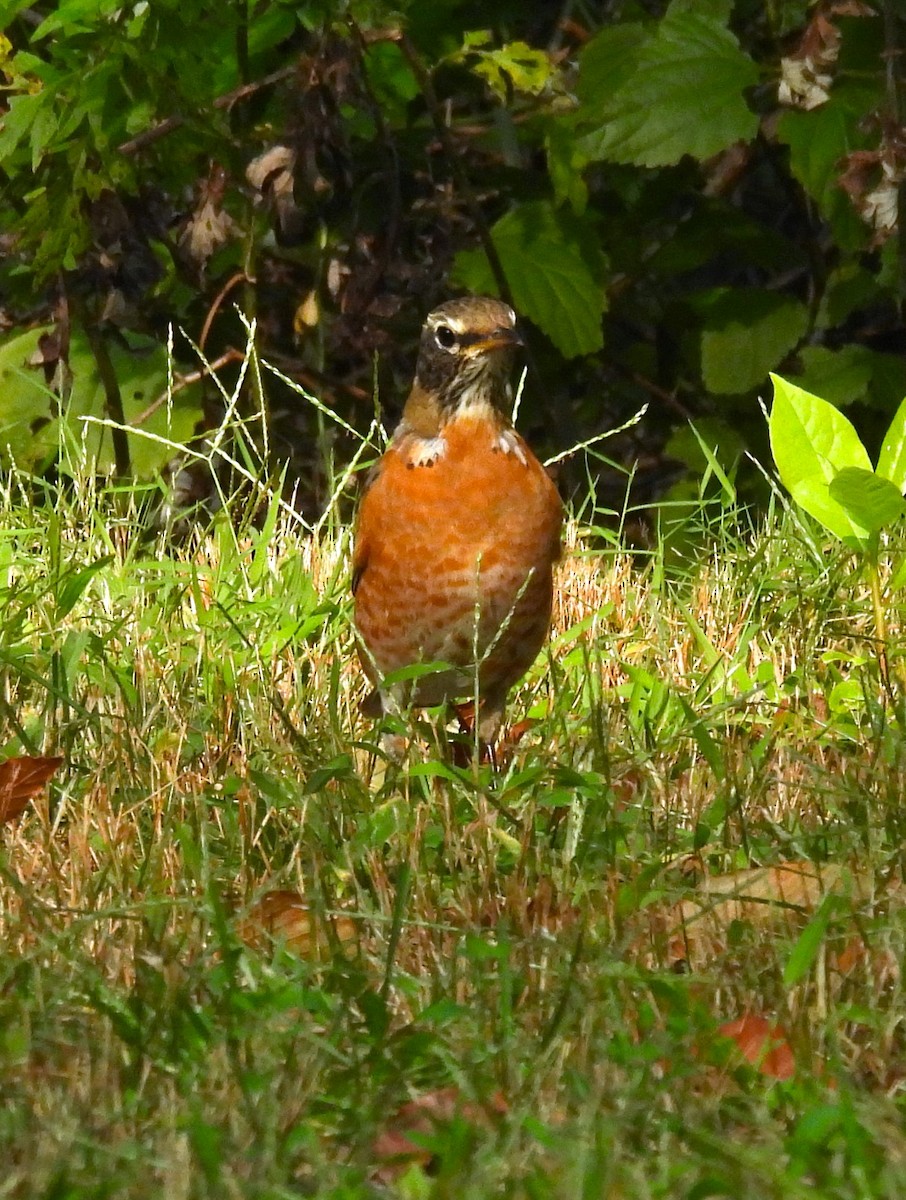 American Robin - Jennifer Wilson-Pines