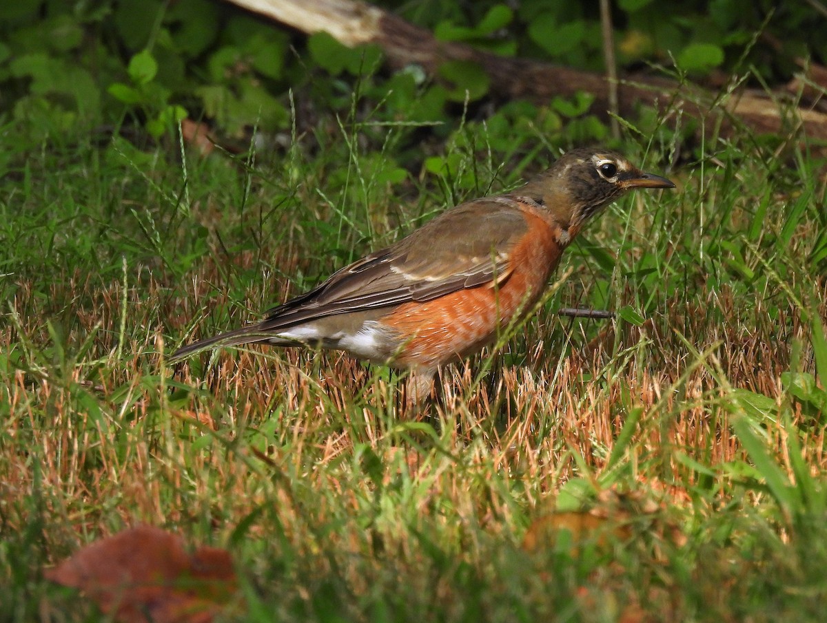 American Robin - Jennifer Wilson-Pines