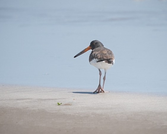 American Oystercatcher - ML623655490