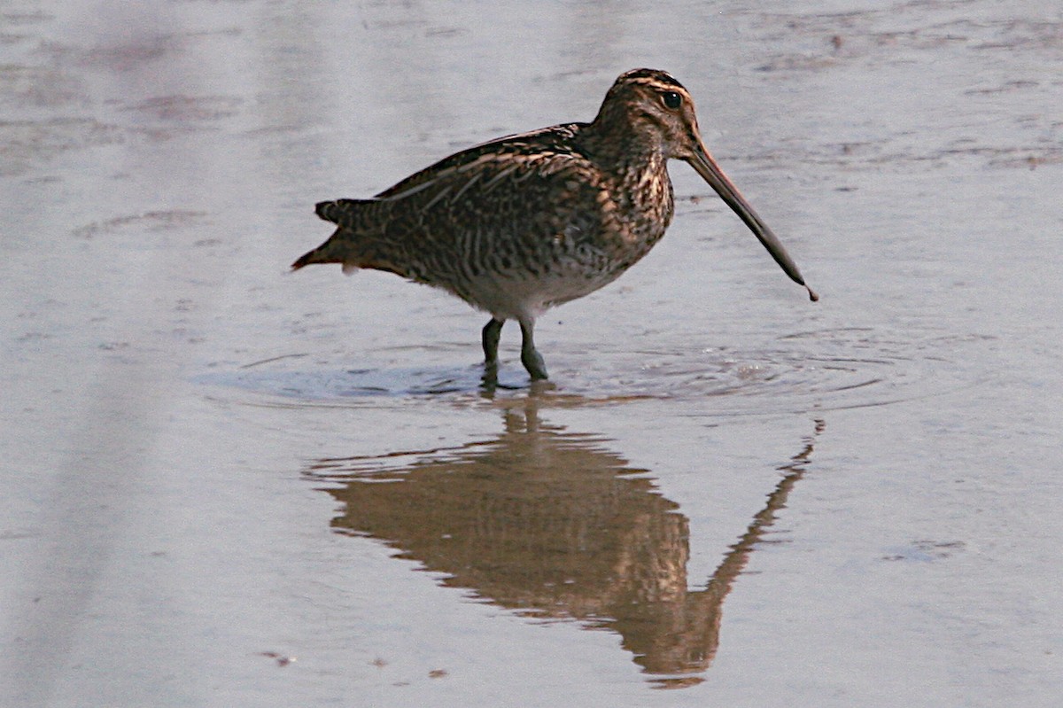 Wilson's Snipe - ML623655497