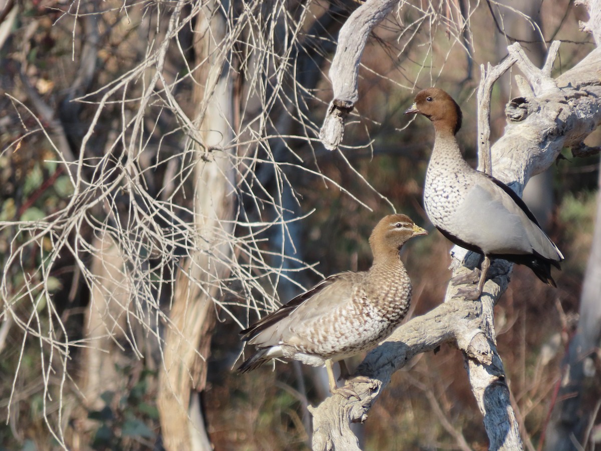 Maned Duck - ML623655515