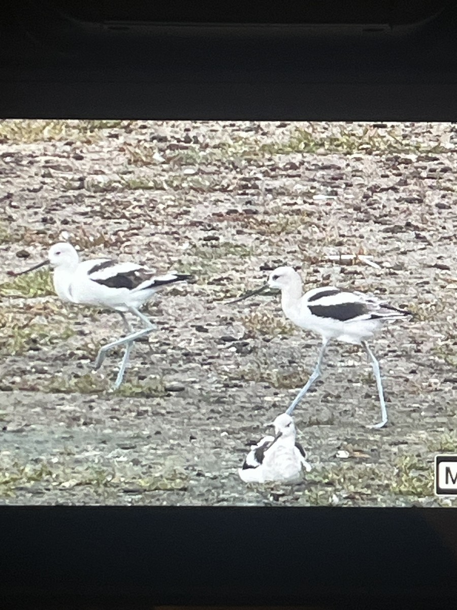 American Avocet - ML623655523